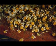 Daisies / ...