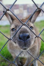 Baby Kangaroo / ***