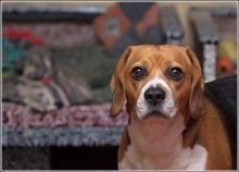 There once was a dog ... / ***