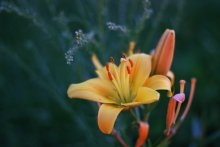 Lily / ***