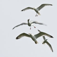 Aerodynamics of Flight / ***