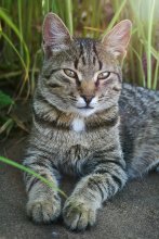 Cat / Canon 400
18-55