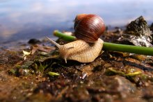 snail / ,,,,,,,,,,,,,,,,