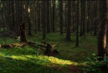 Fichtenwald / .....