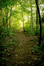 Sleepy Forest / ***