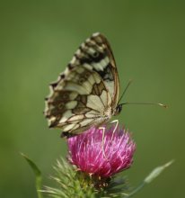 butterfly / ____________