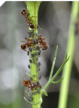 Ant Farm / ***