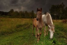 Somewhere thunders! / ----------