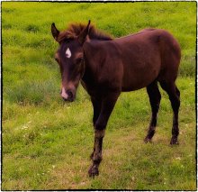 Little Horse / ***
