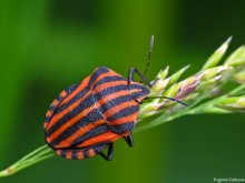 Italian bug / ***