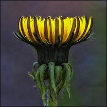 Goblet of Fire. / ***