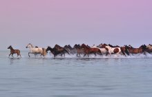 Herd on the lake. / ***
