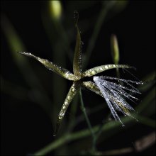 asterisk / ***