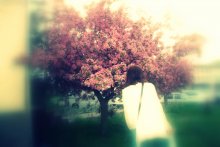 Ukrainischen sakura / little town Hust, spring 2011