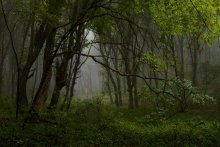 "In the dense and protected ..." / ***