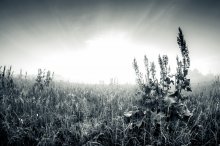 Black-and-white distance / ***