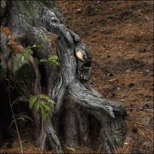 Forest. / ***