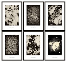 [ Apple Tree ] / ***
