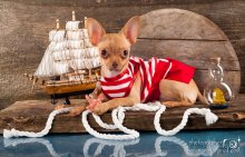 sailor / ***