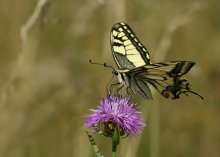 Swallowtail / ***