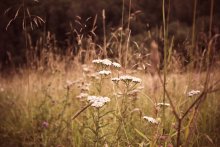 Flowers of Life / ***