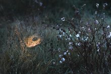 The first ray of light / ***