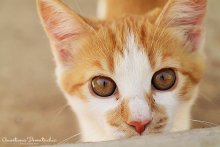My little cat. / ---