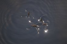 In the dark water / ***