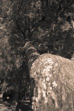 Ungewöhnliche Baum / ***
