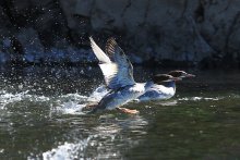 Red-crested pochard / ***