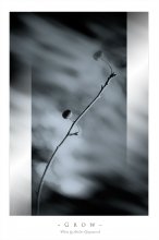 [ Apple Tree ] *2 / ***