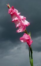 nur / ***