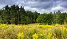 Gelb Meadow / ***