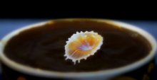 A drop of milk / ***