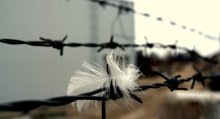 The freedom and incarceration / ***