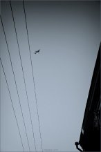 [Fly away, I did not break the string ...] / ***