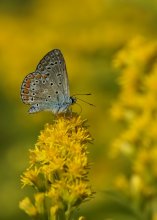Copper-butterfly / ***