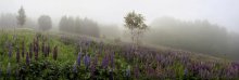 Juni Nebel und Lupinen. / ***