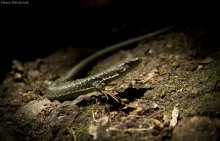 Lizard / ***