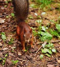 Eichhörnchen / ********