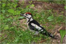 Of woodpecker / ***