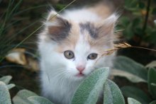 Miau / ***