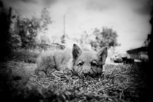 small dog / ***