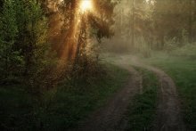 In the morning the forest / ------------------