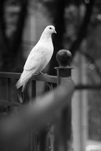 Dove / ***
