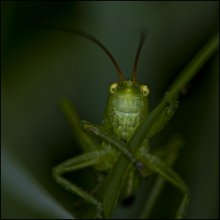 in die Augen! :) ((Erste Fassung) / ***