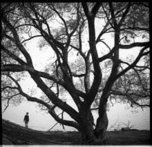 tree / ***