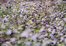 Bilberries .. / ***