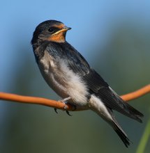 Chick swallows / ***