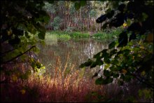 Blick aus dem Wald / ***